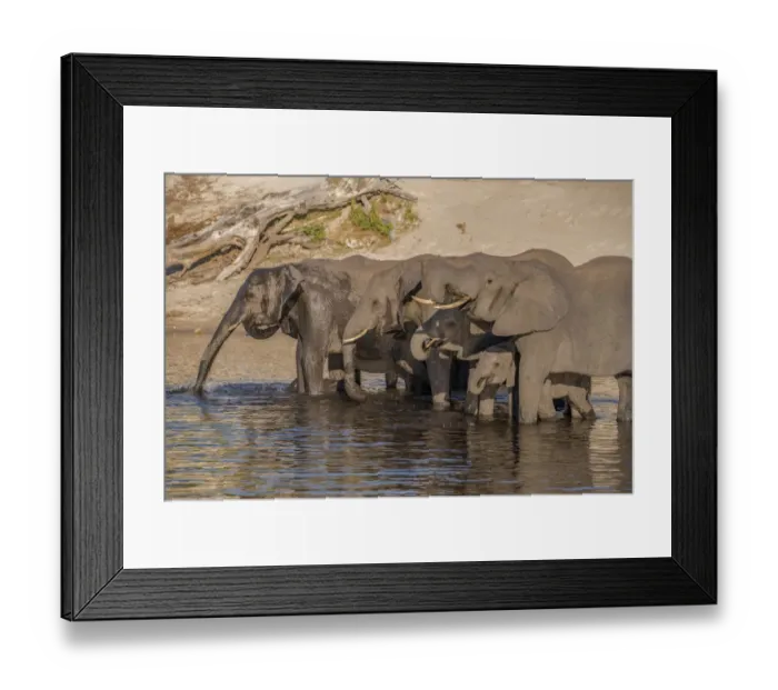 Framed Print : Africa, Botswana, Chobe National Park. Elephants drinking