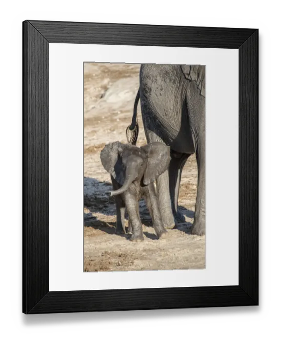 Framed Print : Africa, Botswana, Chobe National Park. Juvenile elephant next to adult. Credit as