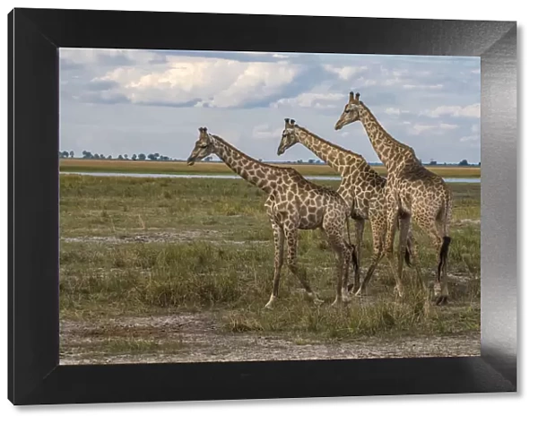 Africa, Botswana, Chobe National Park. Giraffes in savanna