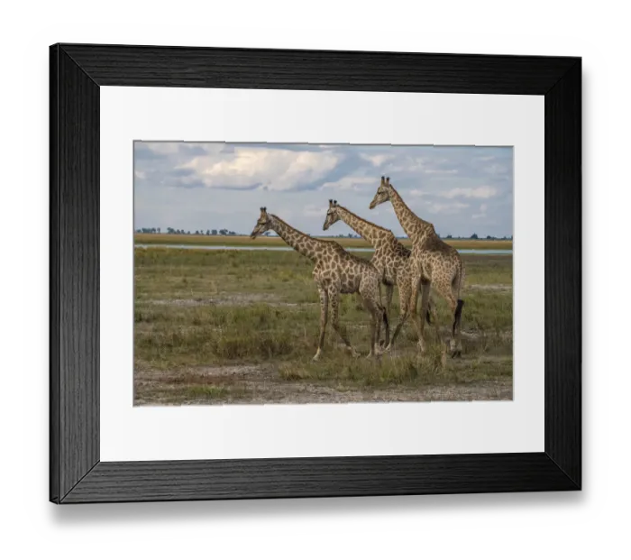Framed Print : Africa, Botswana, Chobe National Park. Giraffes in savanna Framed Print : Africa, Botswana, Chobe National Park. Giraffes in savanna