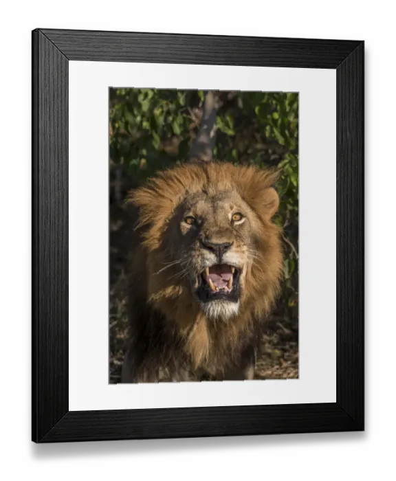 Framed Print : Africa, Botswana, Moremi Game Reserve. Close-up of male lion Framed Print : Africa, Botswana, Moremi Game Reserve. Close-up of male lion