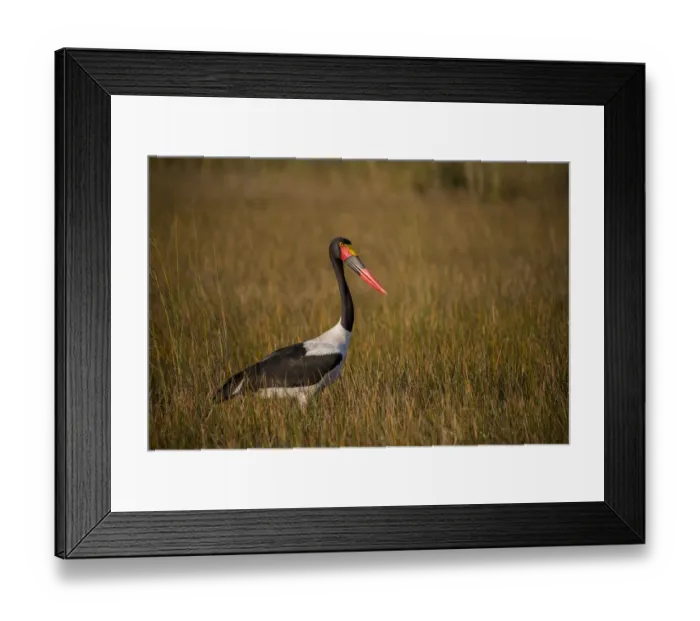 Framed Print : Africa, Botswana, Moremi Game Reserve. Close-up of saddle-billed stork. Credit as Framed Print : Africa, Botswana, Moremi Game Reserve. Close-up of saddle-billed stork. Credit as