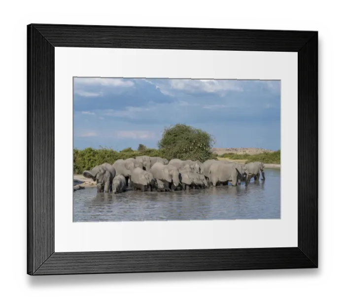 Framed Print : Africa, Botswana, Chobe National Park. Elephant herd in water Framed Print : Africa, Botswana, Chobe National Park. Elephant herd in water