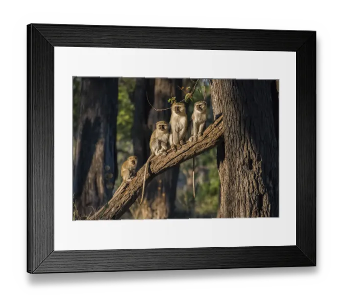 Framed Print : Africa, Botswana, Moremi Game Reserve. Vervet monkeys in tree