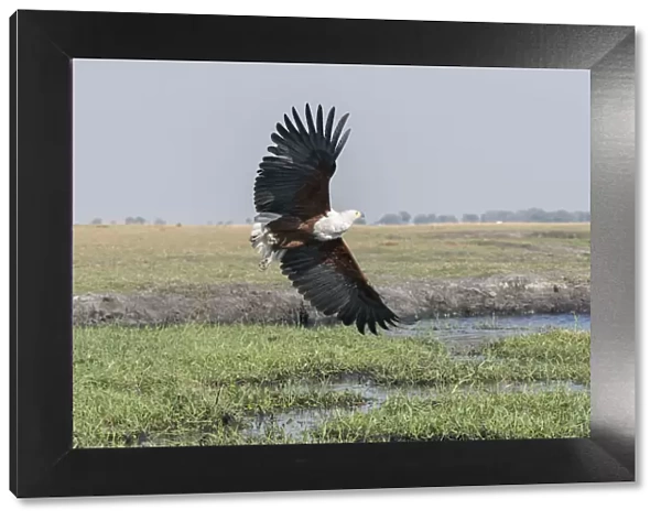 African Fish eagle (Haliaeetus vocifer) in flight over the marshland along the Chobe River