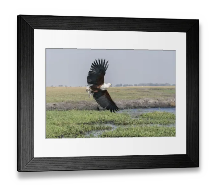Framed Print : African Fish eagle (Haliaeetus vocifer) in flight over the marshland along the Chobe River Framed Print : African Fish eagle (Haliaeetus vocifer) in flight over the marshland along the Chobe River