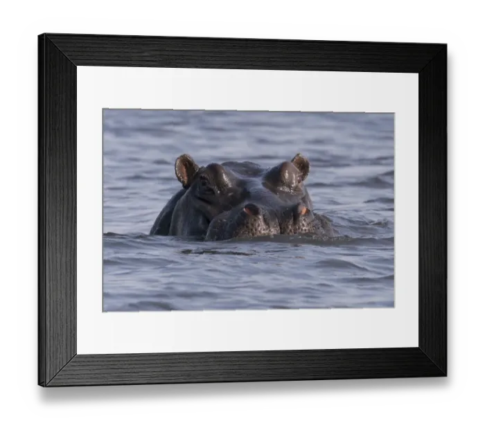 Framed Print : A large hippopotamus, (hippopotamus amphibius), watches from the Chobe river, Botswana