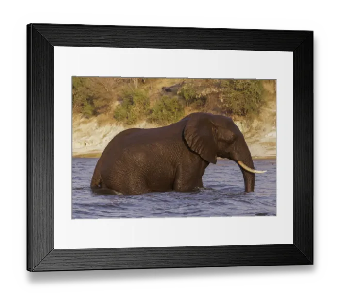 Framed Print : Elephant, (Loxodonta Africana) emerges from swimming across the Chobe River in Chobe National Park