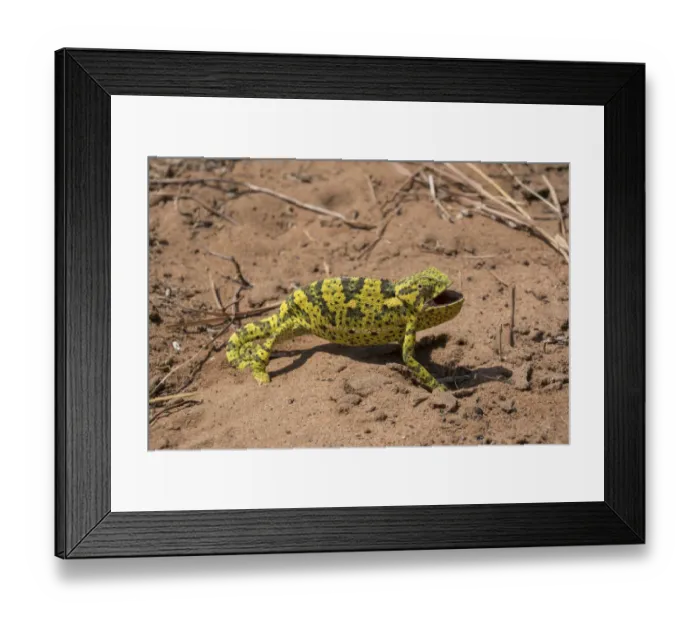 Framed Print : Flap-necked chameleon (Chamaeleo dilepis dilepis) walking through vegetation and sand in Botswana Framed Print : Flap-necked chameleon (Chamaeleo dilepis dilepis) walking through vegetation and sand in Botswana