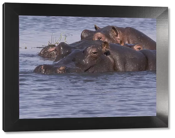 Three hippopotamus (hippopotamus amphibius) submerged in the river, Chobe National Park