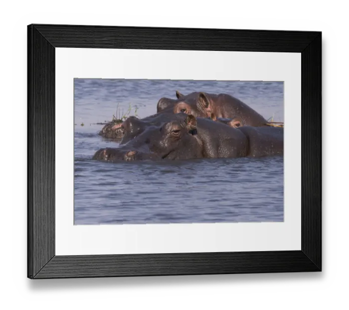 Framed Print : Three hippopotamus (hippopotamus amphibius) submerged in the river, Chobe National Park Framed Print : Three hippopotamus (hippopotamus amphibius) submerged in the river, Chobe National Park