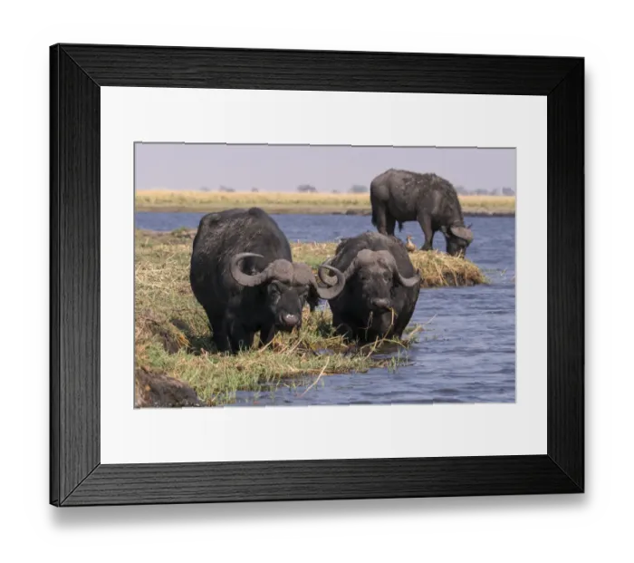 Framed Print : Cape Buffalo (Syncerus caffer) feed on the grasses along Channel of the Chobe River in Botswana Framed Print : Cape Buffalo (Syncerus caffer) feed on the grasses along Channel of the Chobe River in Botswana