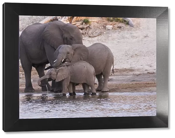 An elephant family (Loxodonta Africana) drinks and refreshes itself in the Chobe River