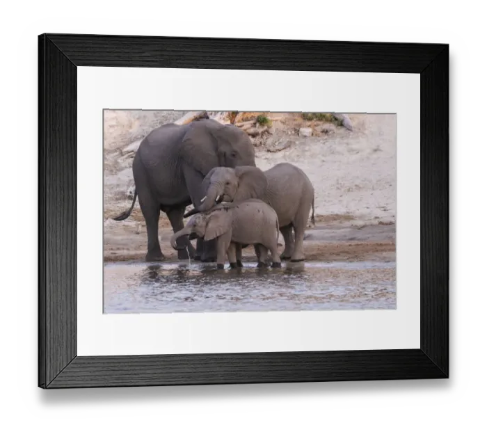 Framed Print : An elephant family (Loxodonta Africana) drinks and refreshes itself in the Chobe River Framed Print : An elephant family (Loxodonta Africana) drinks and refreshes itself in the Chobe River