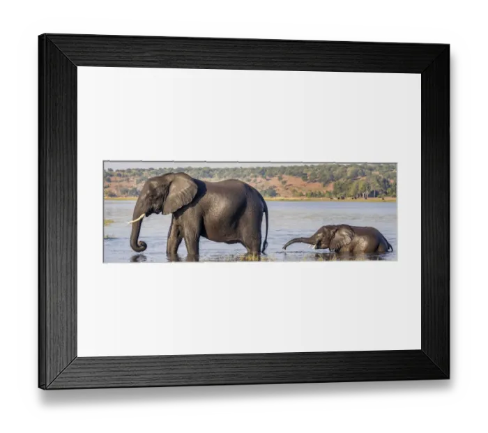 Framed Print : Chobe River, Botswana, Africa. African Elephant mother and calf cross the Chobe River Framed Print : Chobe River, Botswana, Africa. African Elephant mother and calf cross the Chobe River