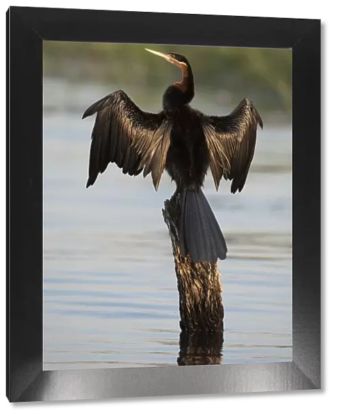 Chobe River, Botswana. Africa. African Darter dries its wings on a tree stump over