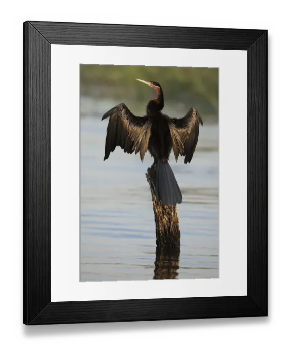 Framed Print : Chobe River, Botswana. Africa. African Darter dries its wings on a tree stump over