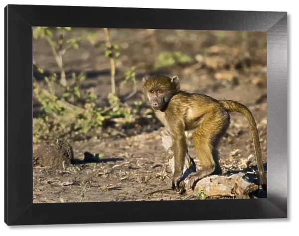 Chobe River, Botswana, Africa. Young Chacma Baboon on the riverbank