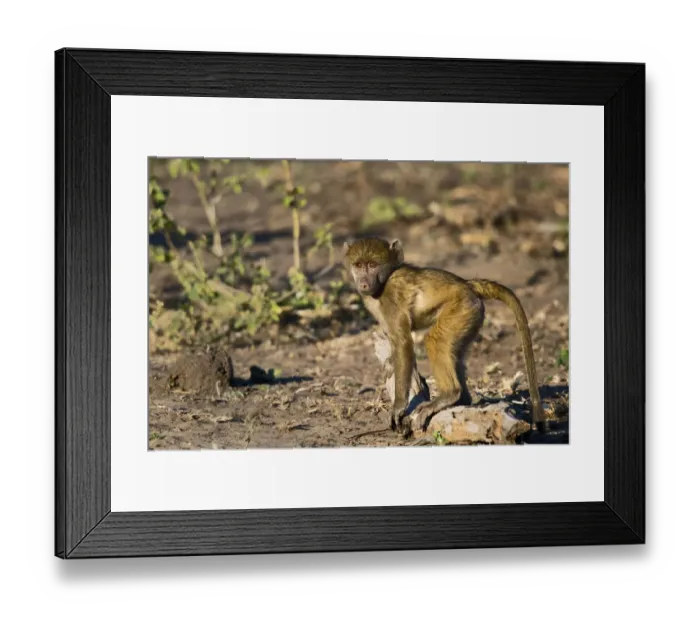Framed Print : Chobe River, Botswana, Africa. Young Chacma Baboon on the riverbank Framed Print : Chobe River, Botswana, Africa. Young Chacma Baboon on the riverbank