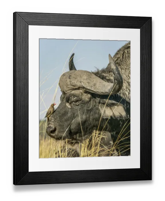 Framed Print : Chobe River, Botswana, Africa. A Cape Buffalo endures the presence of a Red-billed Framed Print : Chobe River, Botswana, Africa. A Cape Buffalo endures the presence of a Red-billed