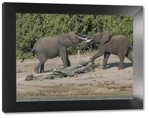 Chobe River, Botswana, Africa. Two African Elephants engaged
