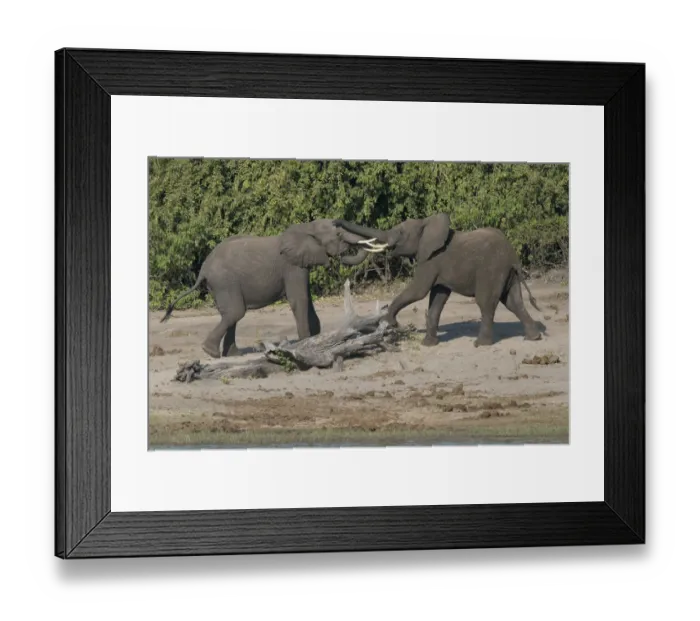 Framed Print : Chobe River, Botswana, Africa. Two African Elephants engaged