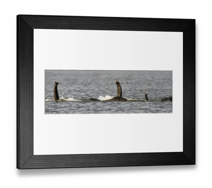 Framed Print : Chobe River, Botswana, Africa. African Elephant trunks stick out of the water while
