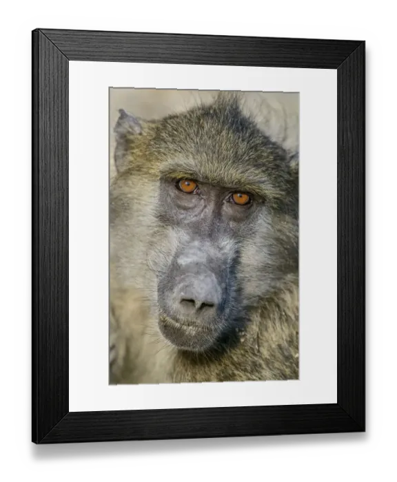 Framed Print : Chobe River, Botswana, Africa. Chacma Baboon Framed Print : Chobe River, Botswana, Africa. Chacma Baboon