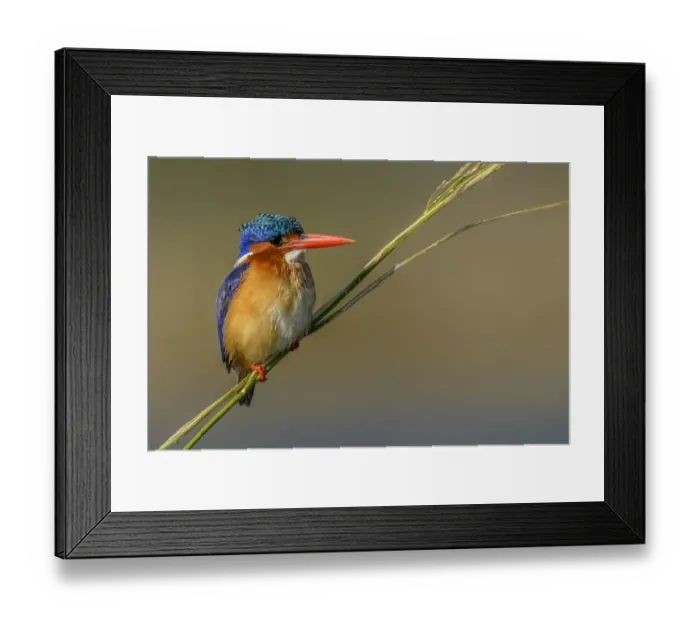 Framed Print : Chobe River, Botswana, Africa. Malachite Kingfisher