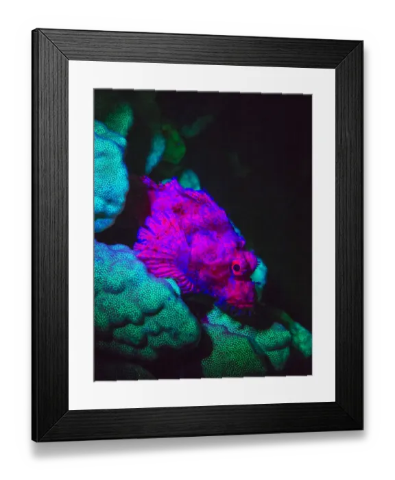 Framed Print : Scorpionfish, Dusk Fluorescing, Red Sea, Egypt, Middle East
