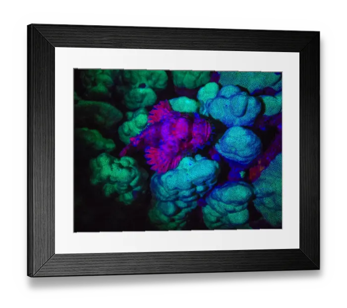 Framed Print : Scorpionfish, Dusk Fluorescing, Red Sea, Egypt, Middle East Framed Print : Scorpionfish, Dusk Fluorescing, Red Sea, Egypt, Middle East