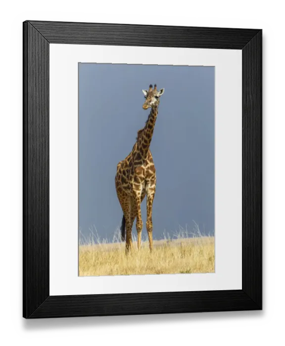 Framed Print : Masai Giraffe, Masai Mara Game Reserve, Kenya, Africa Framed Print : Masai Giraffe, Masai Mara Game Reserve, Kenya, Africa