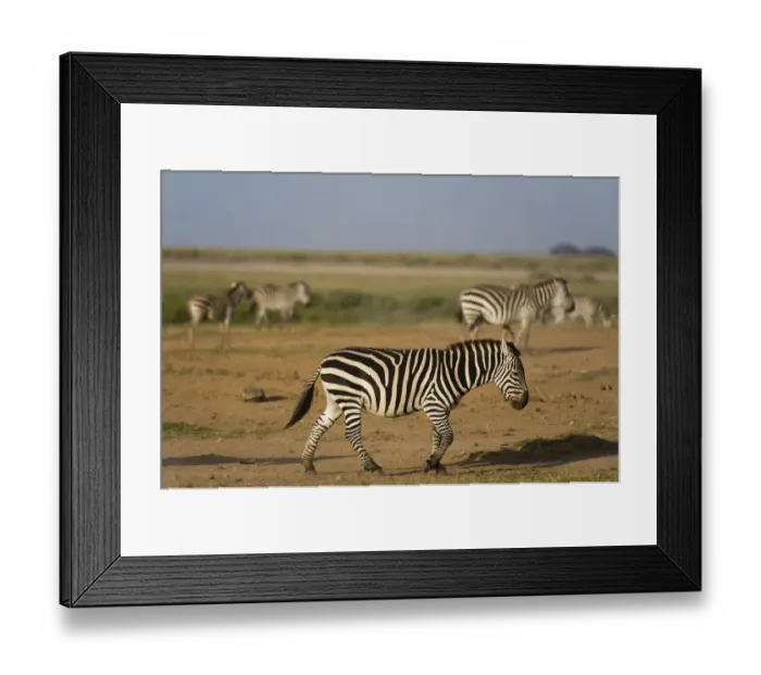 Framed Print : Common zebras (Equus quagga), Amboseli National Park, Kenya