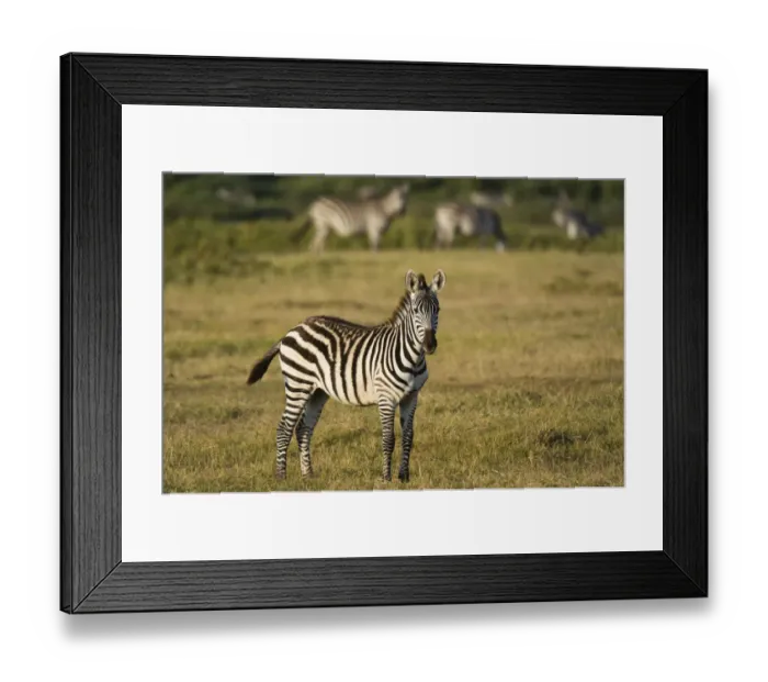 Framed Print : Common zebra (Equus quagga), Amboseli National Park, Kenya Framed Print : Common zebra (Equus quagga), Amboseli National Park, Kenya