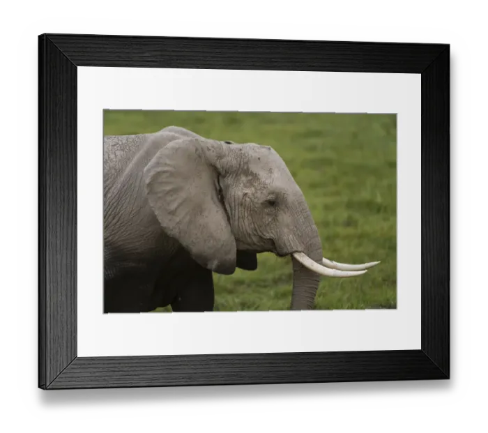 Framed Print : African elephant (Loxodonta Africana), Amboseli National Park, Kenya
