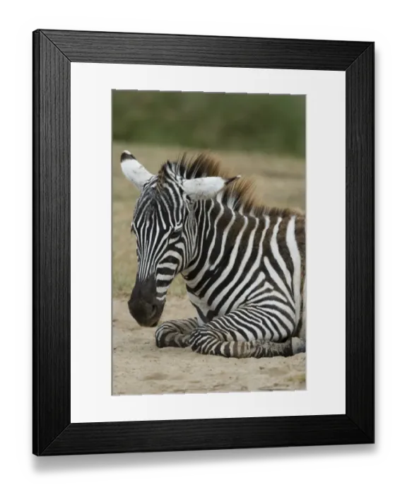 Framed Print : Plains zebra (Equus quagga), Lake Nakuru National Park, Kenya Framed Print : Plains zebra (Equus quagga), Lake Nakuru National Park, Kenya