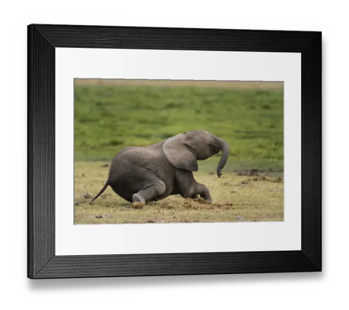 Framed Print : African elephant (Loxodonta Africana), Amboseli National Park, Kenya Framed Print : African elephant (Loxodonta Africana), Amboseli National Park, Kenya