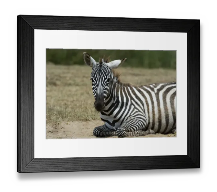 Framed Print : Plains zebra (Equus quagga), Lake Nakuru National Park, Kenya Framed Print : Plains zebra (Equus quagga), Lake Nakuru National Park, Kenya