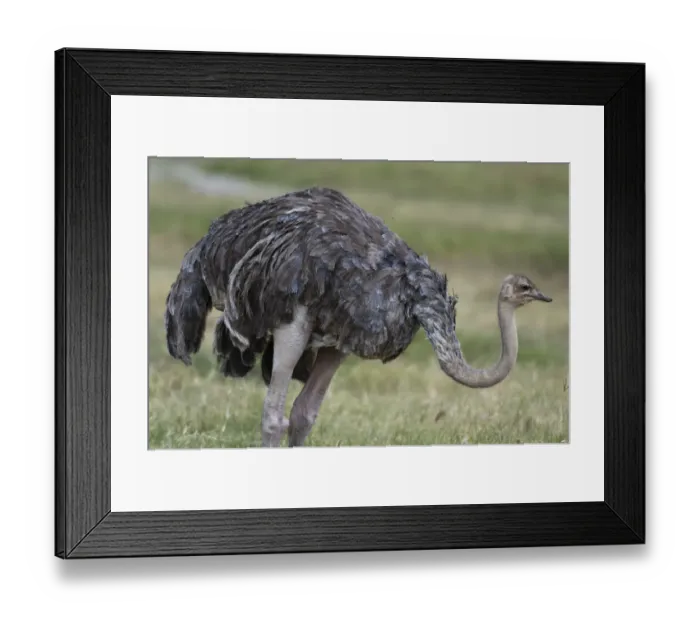 Framed Print : Female ostrich (Struthio camelus), Lake Nakuru National Park, Kenya Framed Print : Female ostrich (Struthio camelus), Lake Nakuru National Park, Kenya