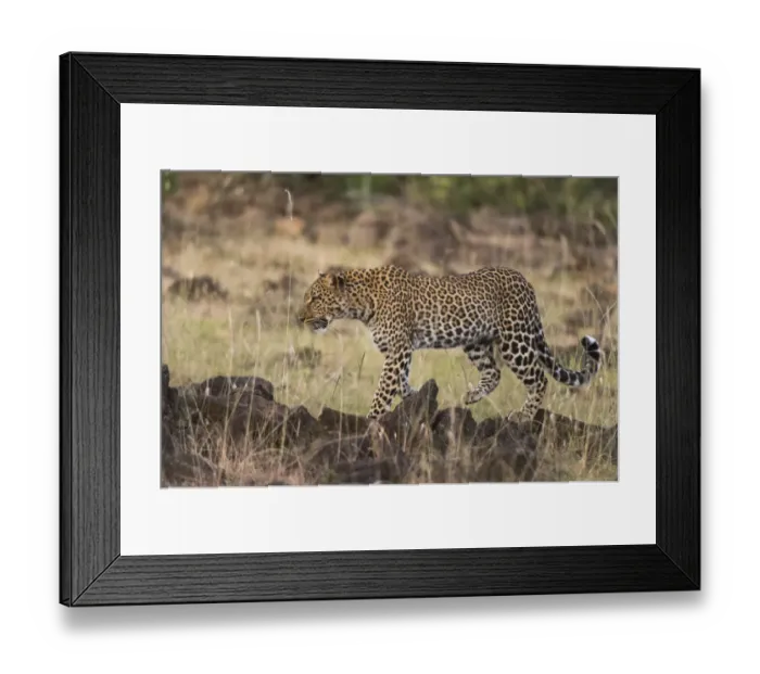 Framed Print : Leopard, Panthera pardus, Masai Mara, Kenya