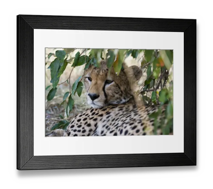 Framed Print : Cheetah (Acinonyx Jubatus), Masai Mara, Kenya Framed Print : Cheetah (Acinonyx Jubatus), Masai Mara, Kenya