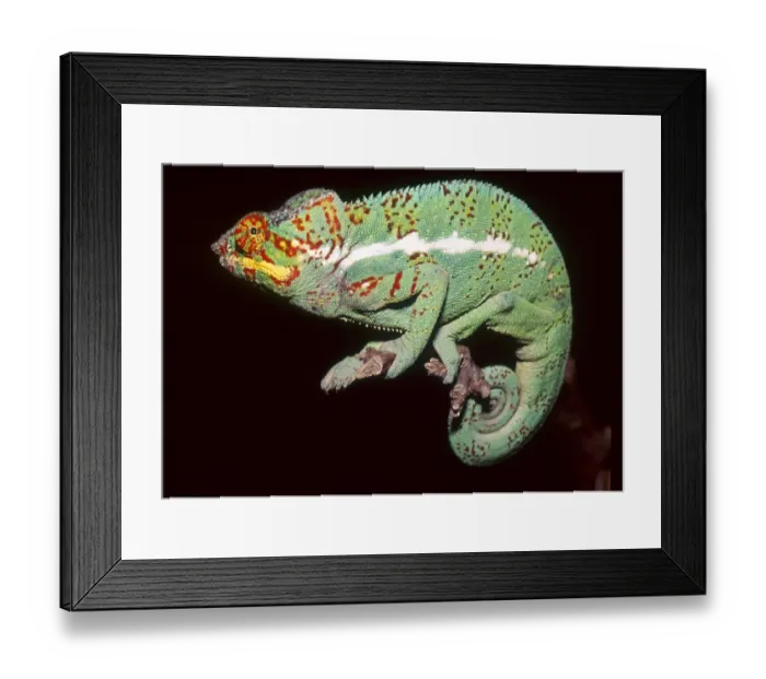Framed Print : Panther Chameleon (Furcifer pardalis) Madagascar, Africa Framed Print : Panther Chameleon (Furcifer pardalis) Madagascar, Africa