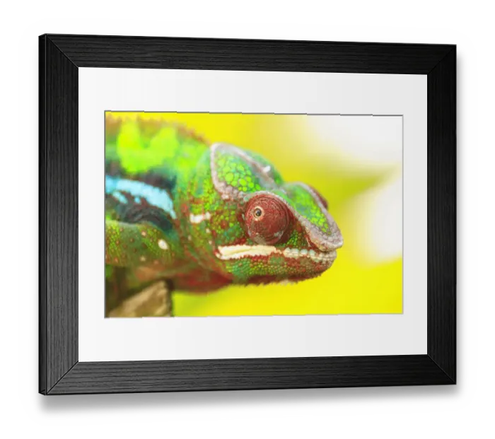Framed Print : Panther Chameleon (Furcifer pardalis) Madagascar, Africa Framed Print : Panther Chameleon (Furcifer pardalis) Madagascar, Africa