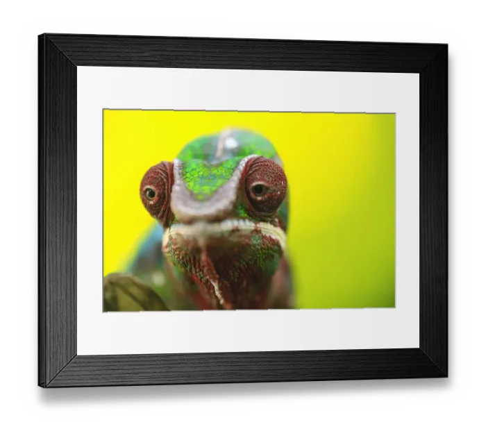 Framed Print : Panther Chameleon (Furcifer pardalis) Madagascar, Africa Framed Print : Panther Chameleon (Furcifer pardalis) Madagascar, Africa