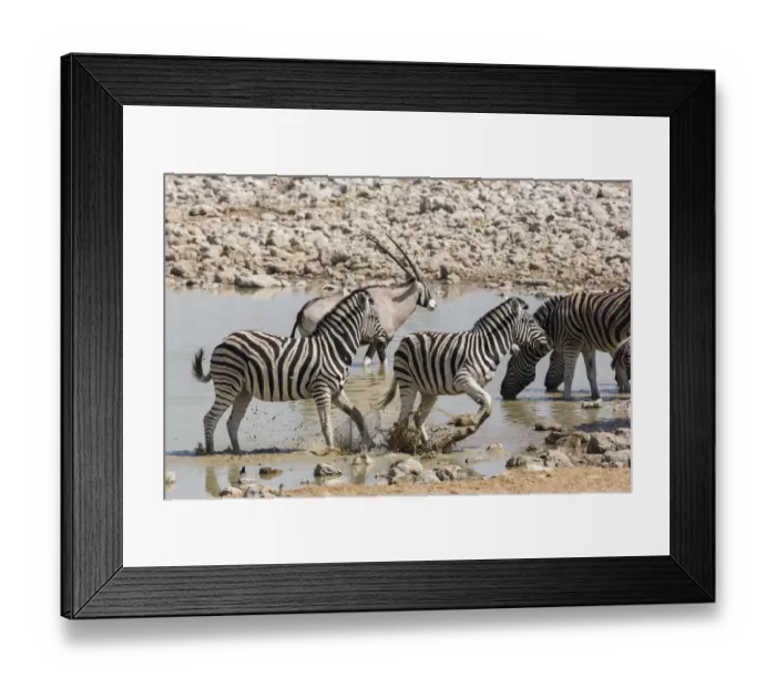 Framed Print : Namibia. Nervous Zebra take off from the waterhole, Etosha National Park Framed Print : Namibia. Nervous Zebra take off from the waterhole, Etosha National Park