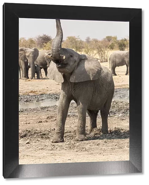 Namibia, Etosha National Park. A young bull elephant makes a defiant stand at the