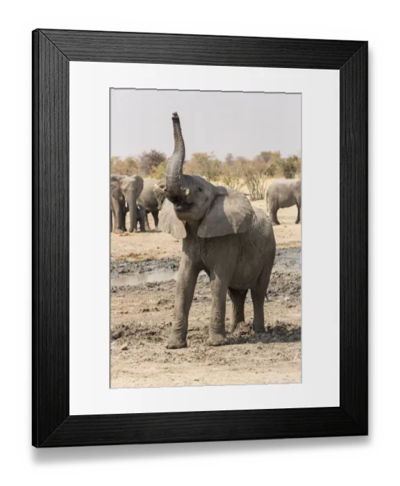 Framed Print : Namibia, Etosha National Park. A young bull elephant makes a defiant stand Framed Print : Namibia, Etosha National Park. A young bull elephant makes a defiant stand