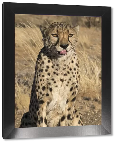 Africa, Namibia. A captive cheetah, Acinonyx jubatas with tongue out