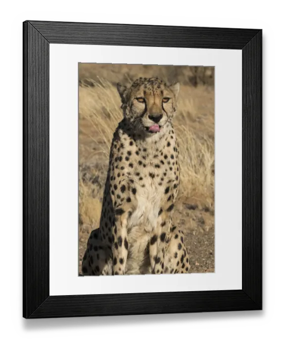 Framed Print : Africa, Namibia. A captive cheetah, Acinonyx jubatas with tongue out Framed Print : Africa, Namibia. A captive cheetah, Acinonyx jubatas with tongue out
