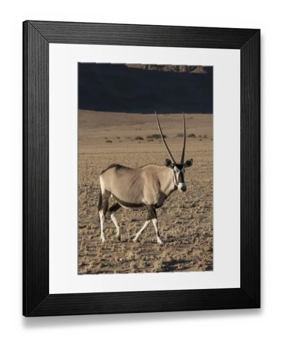 Framed Print : Namibia. A pregnant female Oryx, Oryx gazella, walks while cautiously watching observers Framed Print : Namibia. A pregnant female Oryx, Oryx gazella, walks while cautiously watching observers